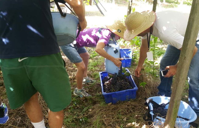 Escursione ai vigneti di Flores da Cunha - Foto 2