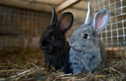 Agriturismo Plan de la Tour B&B - Photo 41