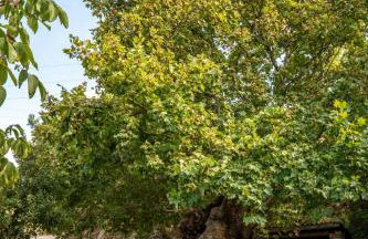 Kalliopi's Apartment - Photo 40