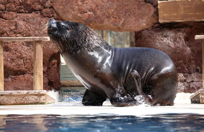 Oasis Wildlife Fuerteventura - Foto 4