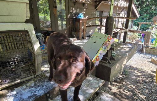 Secluded Off-Grid Retreat> Cabins+Hiking+Waterfall - Foto 40