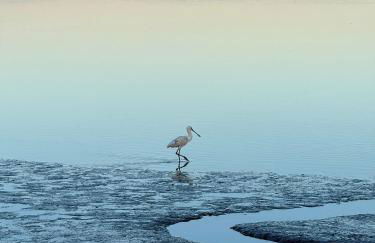 REFÚGIO DOURADO - Foto 36