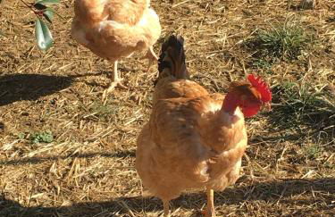 DOMAINE D'ELUSA - Photo 55