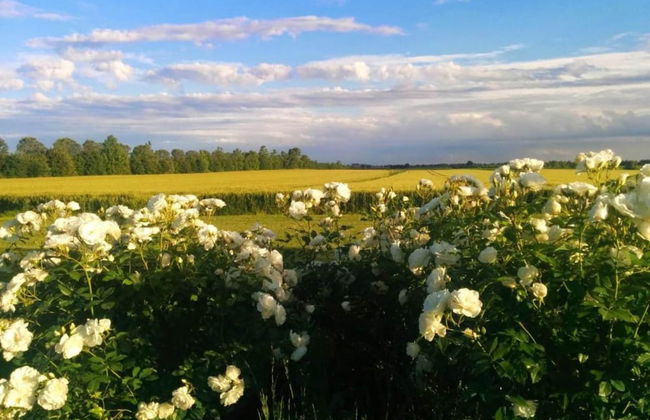 Venetian Villa With Pool and Sauna - Foto 33
