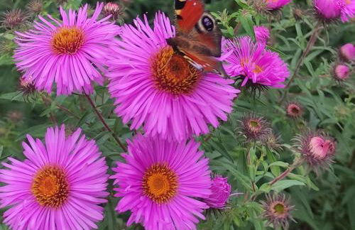 Erdhaus WEST - Ferienhof Bartel - Foto 48