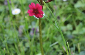 Dromore House Historic Country house - Foto 69