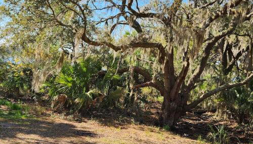 Sea Island Seclusion Marsh View with Beach Pass - Foto 3