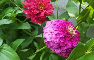 Apartments Eliva - Foto 35