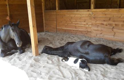 Agroturystyka Polana Harmonii - Foto 25