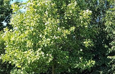 Gîte d'Anne et Ulysse - Foto 23