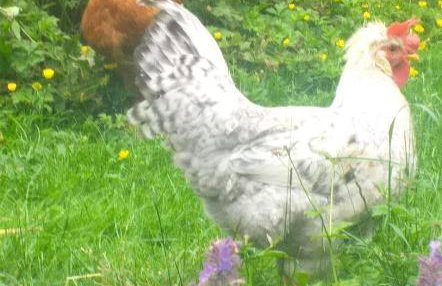 The LITTLE HOUSE in HULL - Foto 24