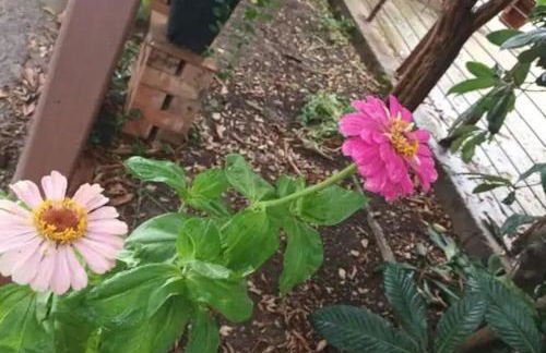 Finca Marina Turismo Rural - Foto 33