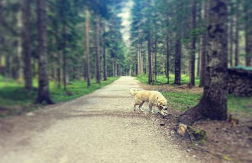 Casetta del Caregon a Vinigo - Foto 9