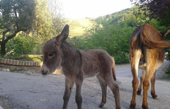 Agriturismo La Vecchia Fontana - Photo 71