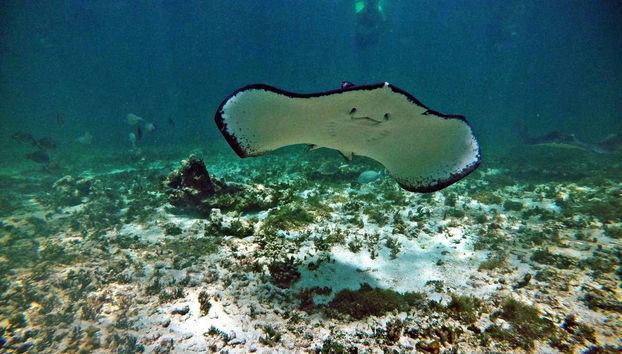 Escursione a Tulum e Akumal + Snorkeling al cenote maya - Foto 3