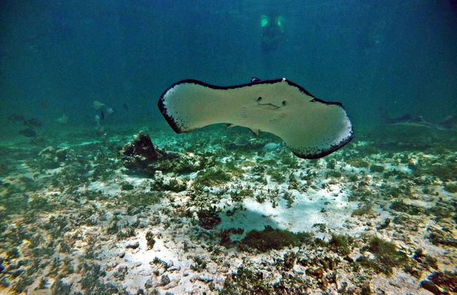 Tulum & Akumal Day Trip + Snorkelling in a Maya Cenote - Photo 3