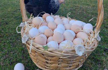 Maja Pokoje z Widokiem - Foto 6