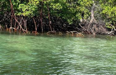 Ilha de Boipeba kitnets para temporada - Morada dos Pássaros Boipeba - Foto 70