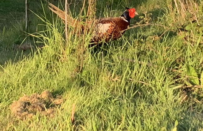 Cosy Escape Heated Luxury pod and hot tub - Foto 22