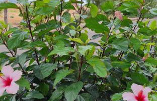 CA.MARCELA. 200 metros del mar. - Foto 28