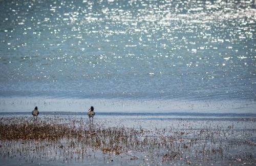 Koronisia Apartments - Foto 3