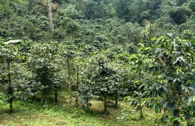 Bhakti Coffee Farm - Foto 16