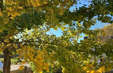 Ferienhaus Ginkgo Biloba - Foto 11