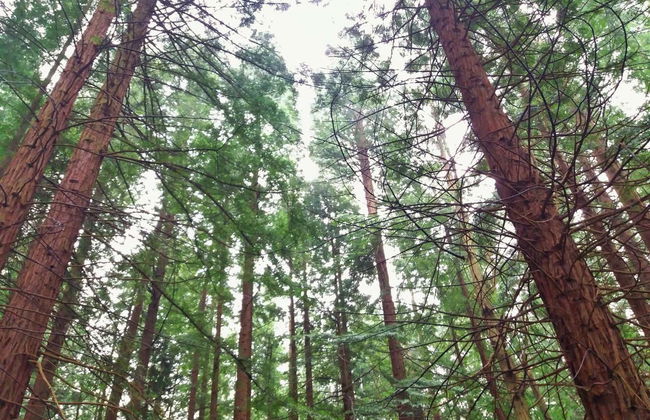 Escursione a San Vicente de la Barquera + Foresta di Sequoie - Foto 2