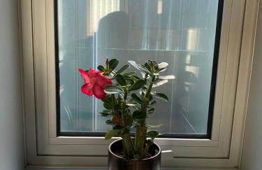 Host'In Aveiro Arrais - Foto 11