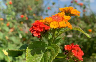 Agriturismo Masseria Cannella - Foto 37