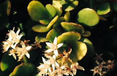 I Giardini Di Margius - Foto 53