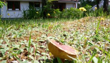 sosnowelowe - Foto 5