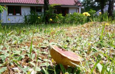 sosnowelowe - Foto 5