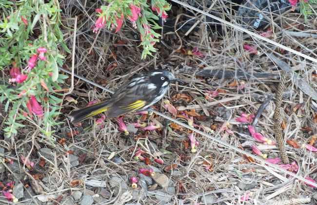 Gilligan's Kangaroo Island - Foto 21