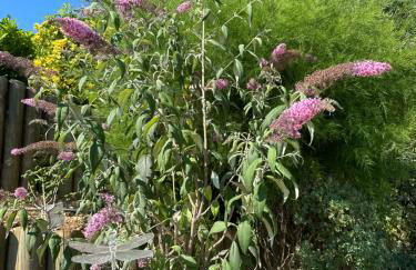 Les Amandiers - Foto 27