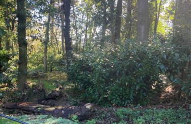 Woodland Retreat, Market Lane, Blundeston, Lowestoft - Foto 47