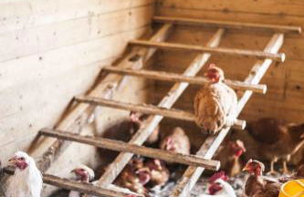 Azienda Agrituristica Alcastlè - Foto 67