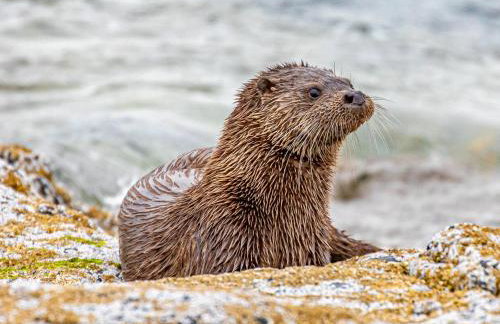 Lephin Cottage - Foto 10