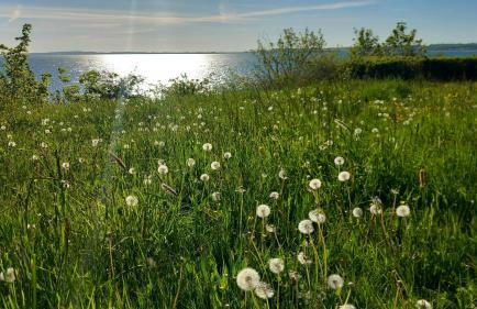 Ostsee-Feeling in Hohwacht - Kapitän NEMO - Meer- und strandnah - Großer Südbalkon - Blick ins Grüne - Foto 37