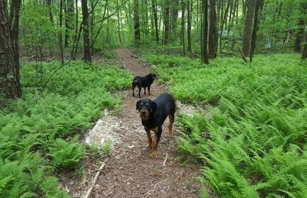 Appalachian Cabin- Trout Stream Firepit Hot Tub - Foto 25
