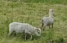 Apartamenty Wilga - spokojne miejsce z całorocznym zewnętrznym wspólnym jacuzzi, sauną i letnim basenem - Foto 40