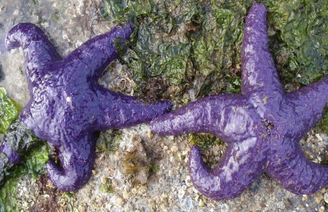 Full Day Kayaking with Whales Tour - Foto 8