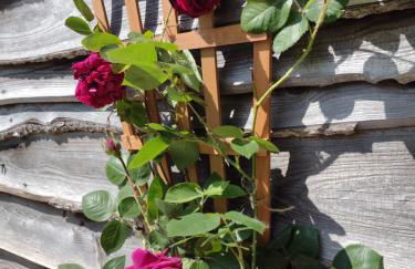 The Cabins Conwy - Foto 55