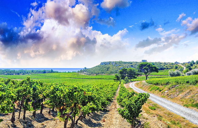 Les Vendanges - Foto 1