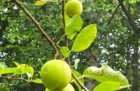 Mountain Views - Firepit - Gas Fireplace - Sleeps 15 - Foto 45