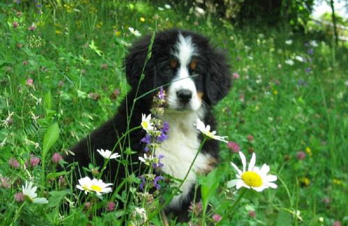 Rifugio Dalco - Foto 41
