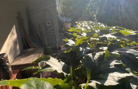 Garden Suite - Foto 25