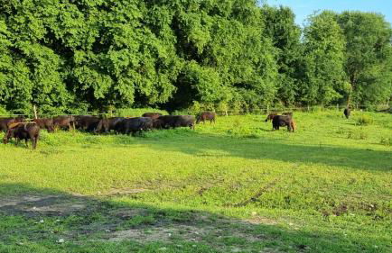 Agriturismo Pastorelli - Foto 31