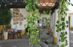 Montinho do Palanque - Foto 20