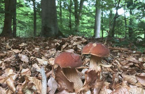 RZĄDCÓWKA Rogi - Foto 12